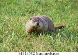 Waldmurmeltier Stock Fotos | 1000+ Waldmurmeltier Bilder | Fotosearch