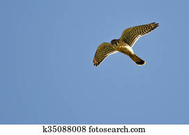 American Kestrel Flying in a Blue Sky
