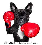 boxing dog boxing dog