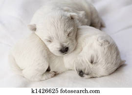 dormir, filhotes cachorro