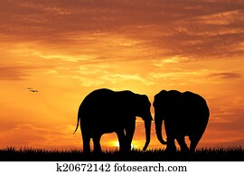 elephant silhouette at sunset elephant silhouette at sunset