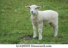lamb lamb