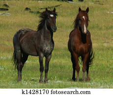 wild horse wild horse