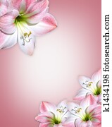 Amaryllis pink flowers Border Amaryllis pink flowers Border