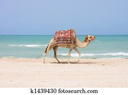 camel on the beach 