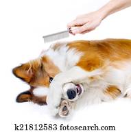 engraçado, cão, mostrando, medo, de, aparência