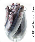 fish fish