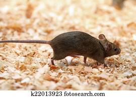 Haus Maus Stock Fotos | 1000+ Haus Maus Bilder | Fotosearch