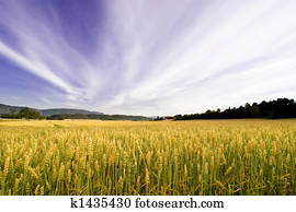 Wheat Field Wheat Field