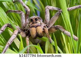 Wolf spider in grass Wolf spider in grass