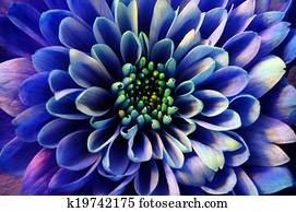マクロ の 青 アスター 花 画像コレクション K Fotosearch