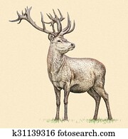 engrave deer illustration engrave deer illustration