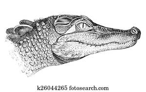 Head Of An Alligator Head Of An Alligator