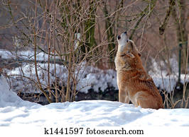 Howling Wolf Howling Wolf