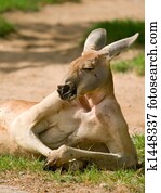 Human looking kangaroo Human looking kangaroo
