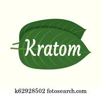 Mitragyna speciosa, kratom leaf logo Mitragyna speciosa, kratom leaf logo