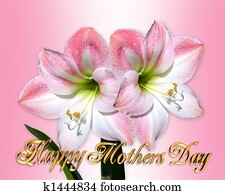 Mothers Day border pink amaryllis Mothers Day border pink amaryllis