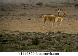 rare vicunas rare vicunas