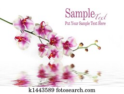Single Stem of Orchid Flower on Water