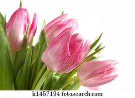 fresh pink tulips
