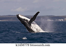 Humpback whale breach Humpback whale breach