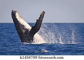 Humpback whale breach Humpback whale breach