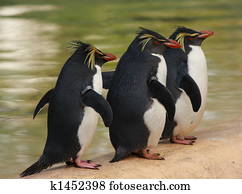 penguins
