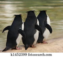 penguins
