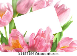 pink tulips