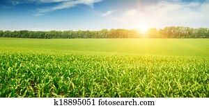 sunrise over the corn field