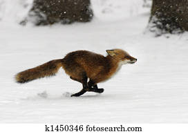 לרוץ, שועל אדום