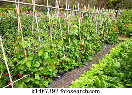 A vegetable garden. A vegetable garden.