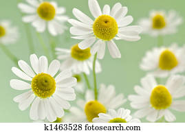 camomile bouquet