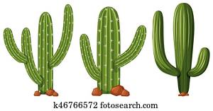 Different shapes of cactus Different shapes of cactus