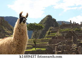 lhama, em, machu picchu