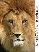 lion lion