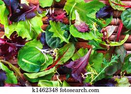 Organic Spring Mix Lettuce Organic Spring Mix Lettuce