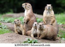 Prairie dogs Prairie dogs