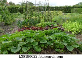 vegetable garden vegetable garden