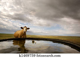 Water Bowl Water Bowl