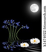 bluebell, e, lírio, flores, por, luar