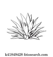 Hand drawn blue agave, main tequila ingredient Hand drawn blue agave, main tequila ingredient