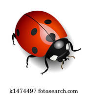 Ladybug Ladybug