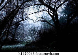 Spooky Path in Fog