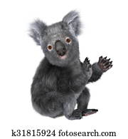 koala koala