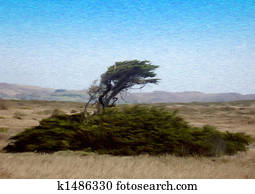 Tree on a Windy Coast Tree on a Windy Coast