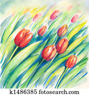 Tulips Tulips