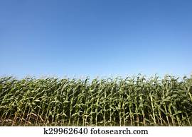 verde, cornfield, sobre, um, céu azul, em, terceira., azores., portugal