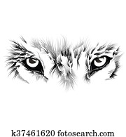 beautiful Wolf face beautiful Wolf face