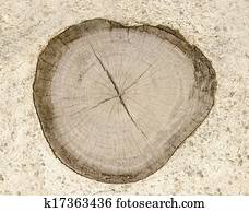 Cross section of tree trunk